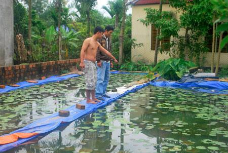 Hạt giống hoa, hạt giống hoa oải hương, bán hạt giống hoa oải hương, hat giong hoa oai huong, hạt giống  chất lượng cao, hat giong hoa , hat giong hoa chat luong cao, hoa trong tham, hoa trong chau